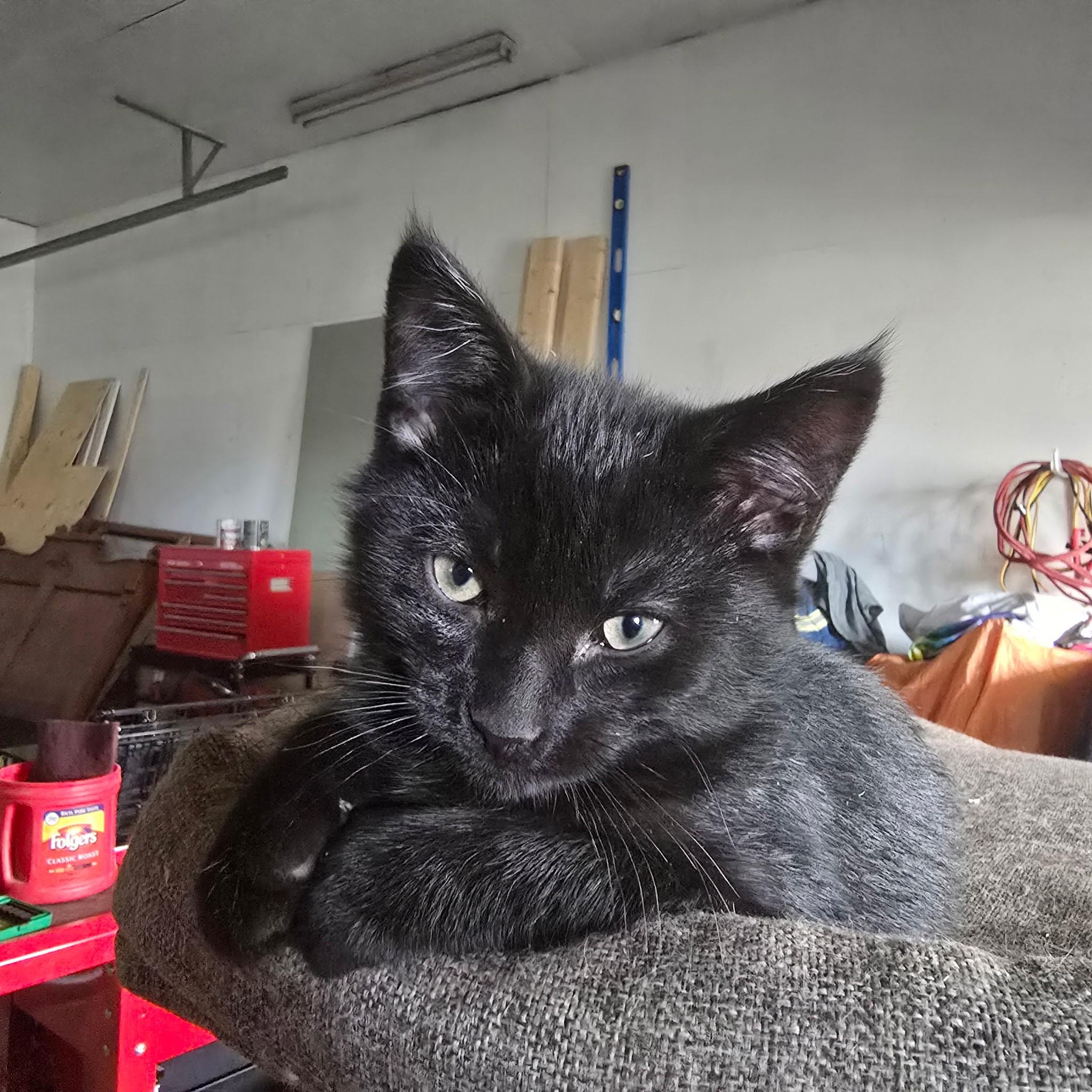 Enlarge Ben, a Adopted Domestic Short Hair in Coalhurst, AB image 1/1