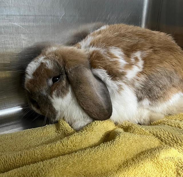 Enlarge PIERRE, a Adoptable French Lop in London, ON image 1/1