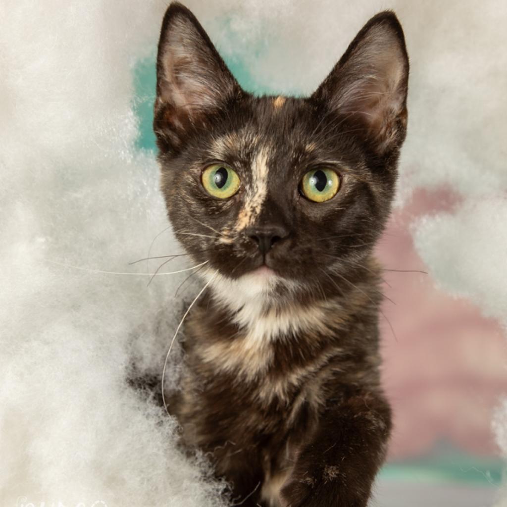 Lisa Marie, Adoptable, Adult Female Domestic Short Hair.