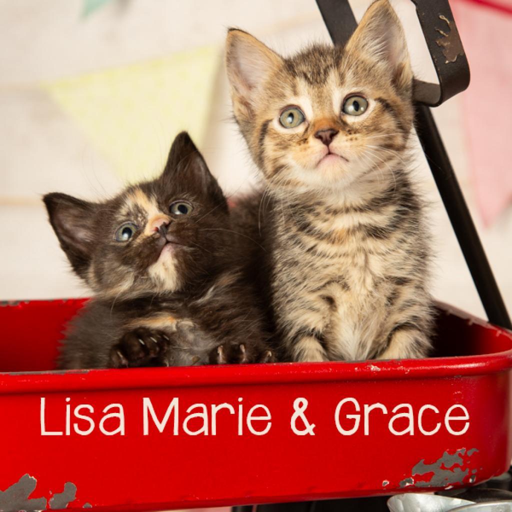 Enlarge Lisa Marie, a Adoptable Domestic Short Hair in Springfield, MO image 4/6