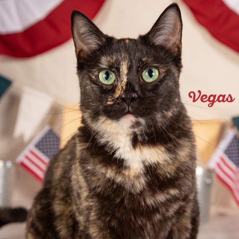 Enlarge Lisa Marie, a Adoptable Domestic Short Hair in Springfield, MO image 5/6
