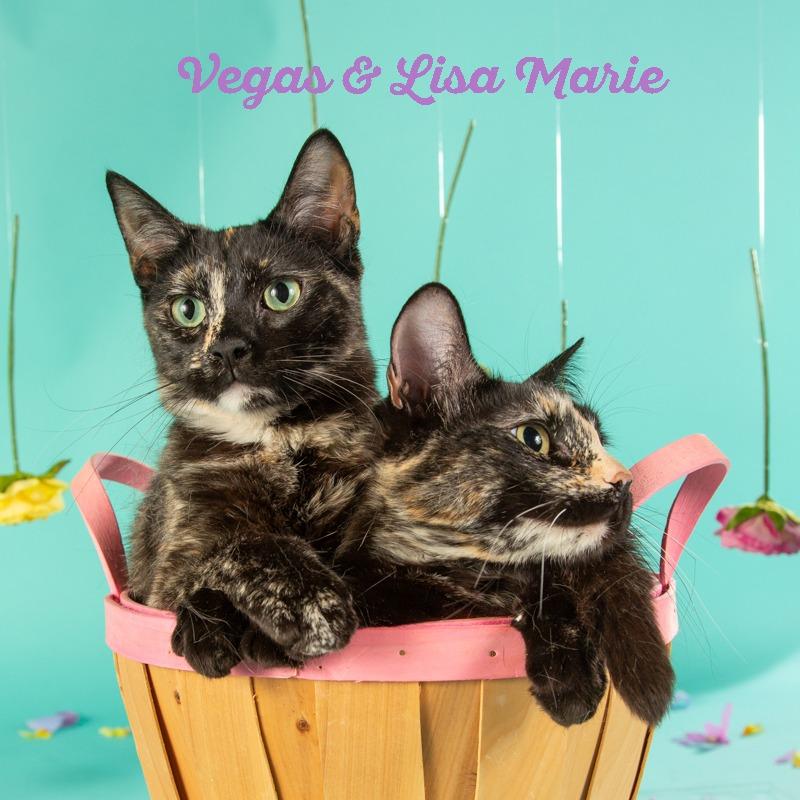 Enlarge Lisa Marie, a Adoptable Domestic Short Hair in Springfield, MO image 6/6