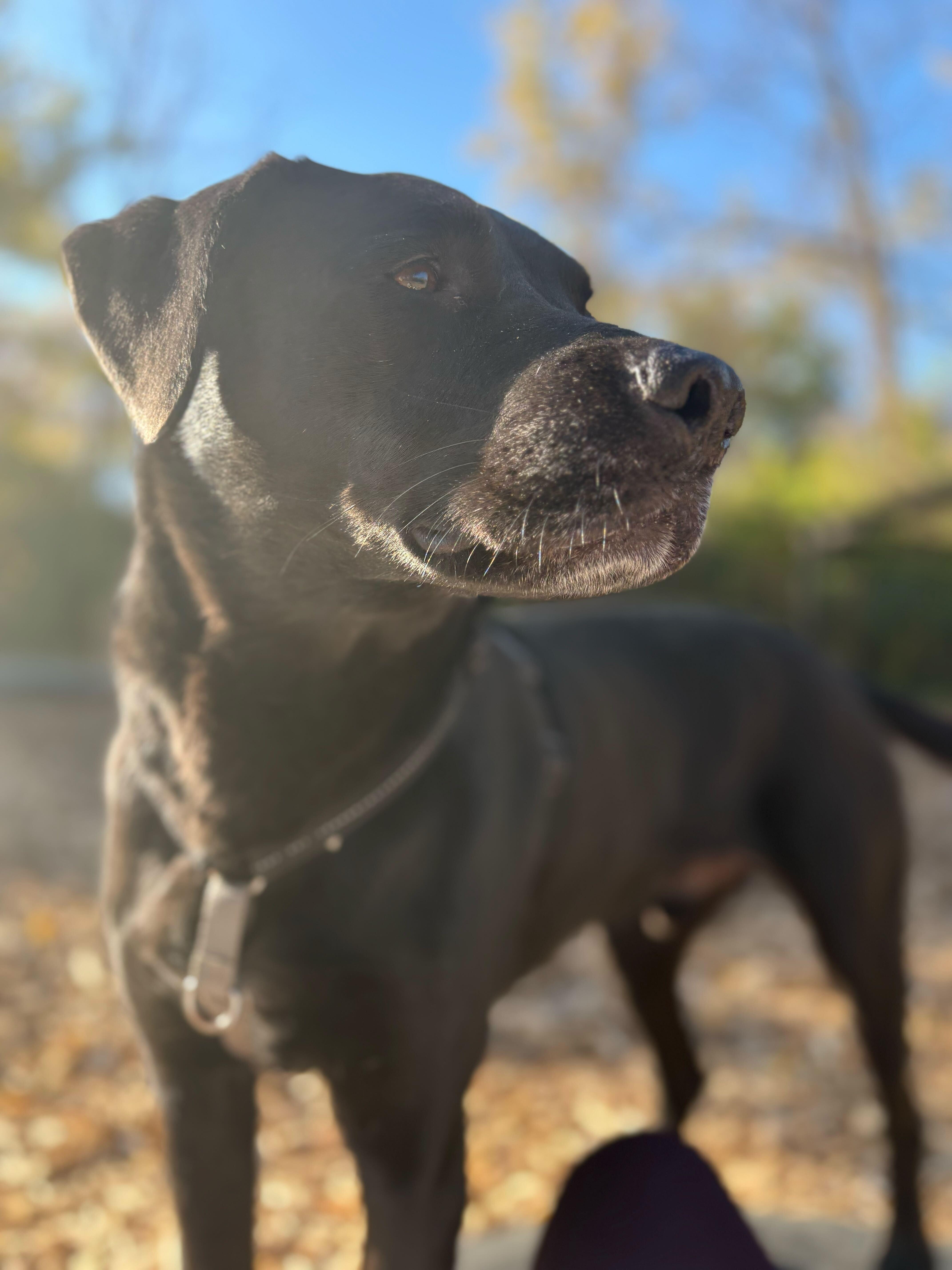 Enlarge Bertie, an adopted mixed breed in Indianapolis, IN image 2/4