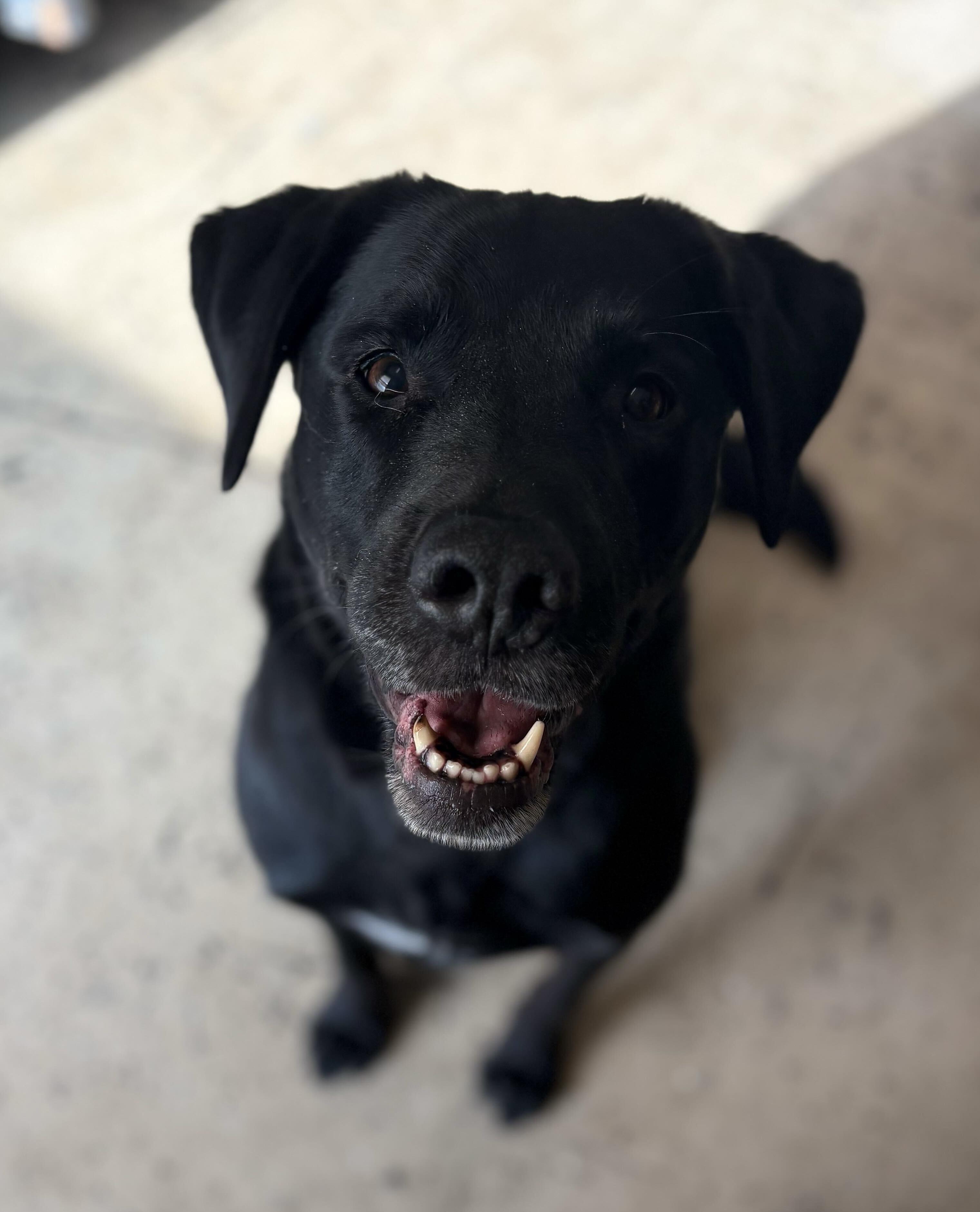 Enlarge Bertie, an adopted mixed breed in Indianapolis, IN image 4/4