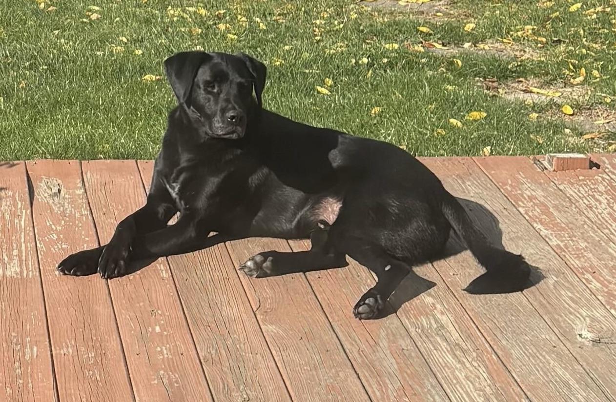 Enlarge Bertie, an adopted mixed breed in Indianapolis, IN image 3/4