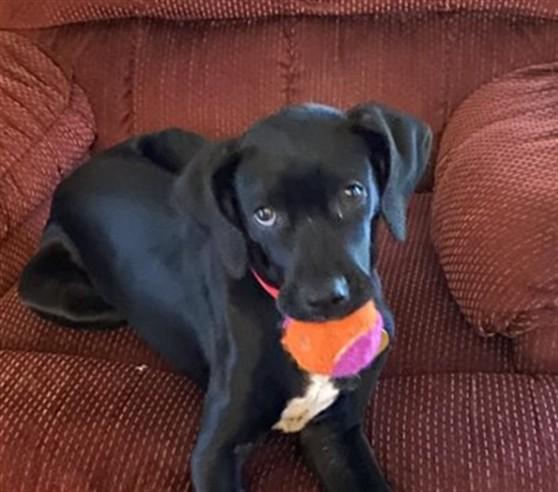 MARSHA, Adoptable, Puppy Female Terrier.