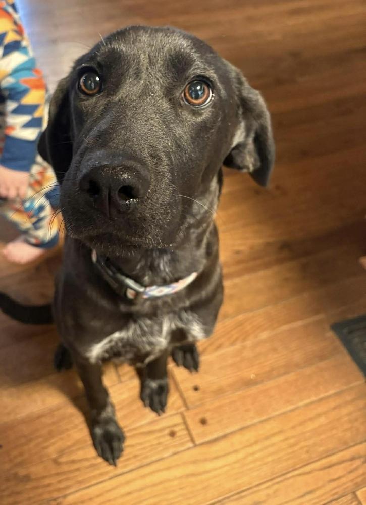 Enlarge Lainey, a Adoptable mixed breed in Middletown, CT image 1/6