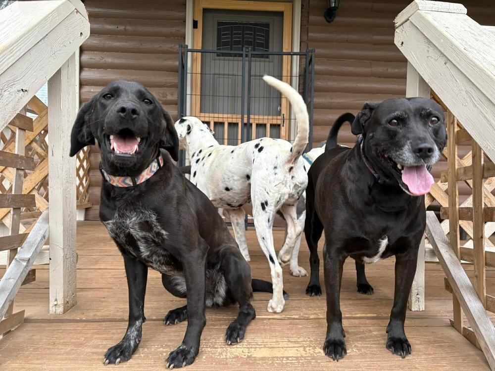 Enlarge Lainey, a Adoptable mixed breed in Middletown, CT image 2/6