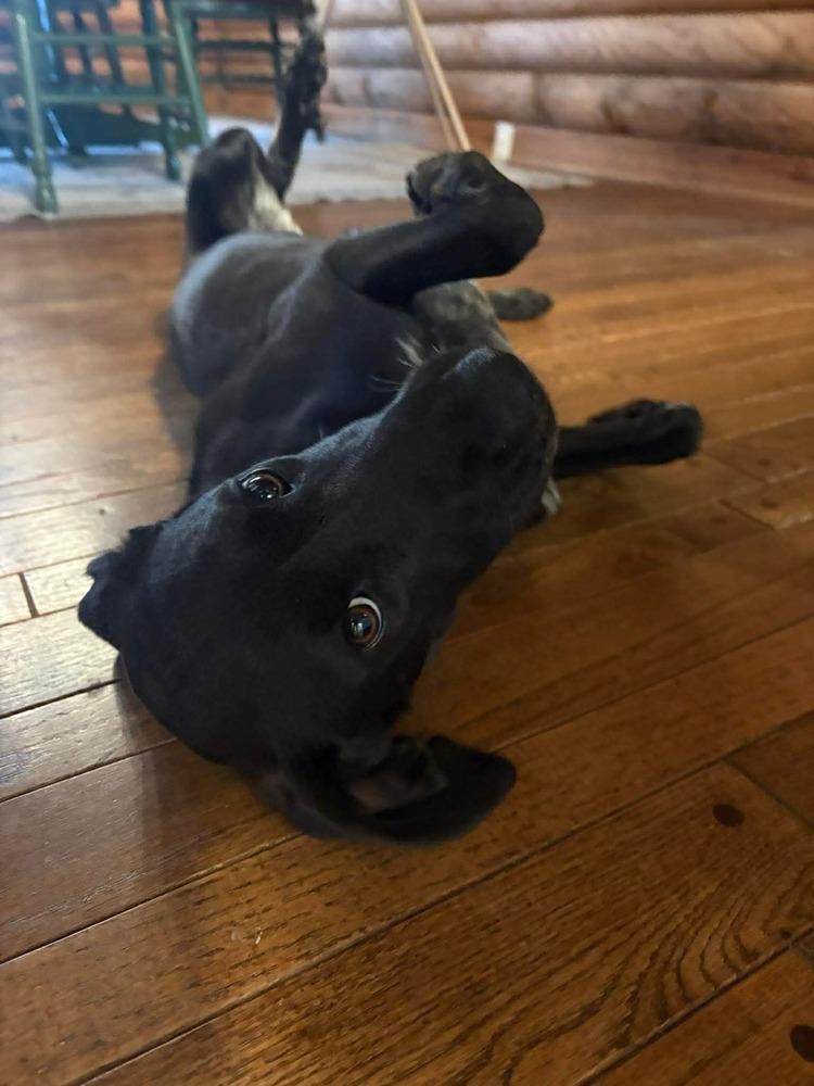 Enlarge Lainey, a Adoptable mixed breed in Middletown, CT image 3/6
