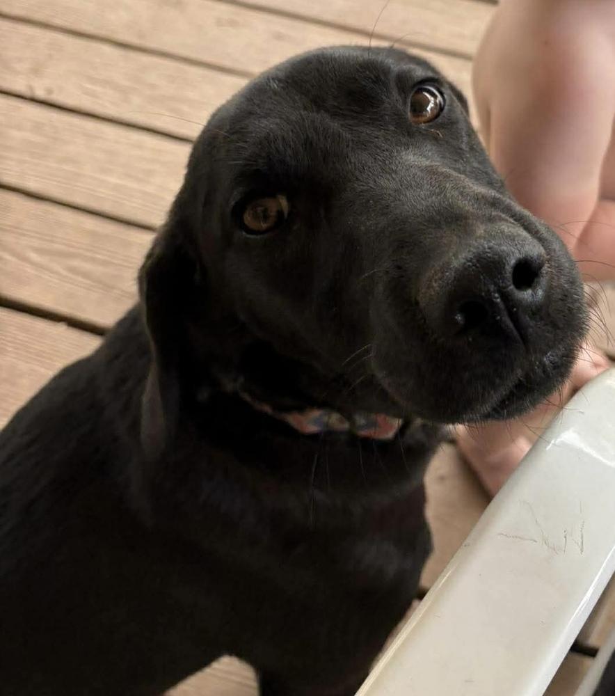 Enlarge Lainey, a Adoptable mixed breed in Middletown, CT image 4/6