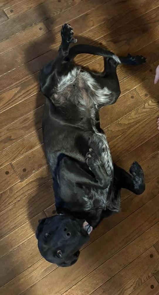 Enlarge Lainey, a Adoptable mixed breed in Middletown, CT image 5/6