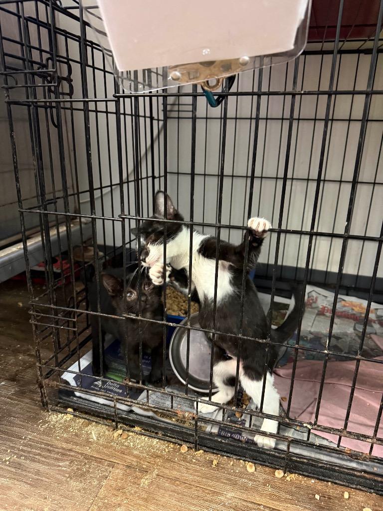 Etta, Adoptable, Young Female Domestic Short Hair.