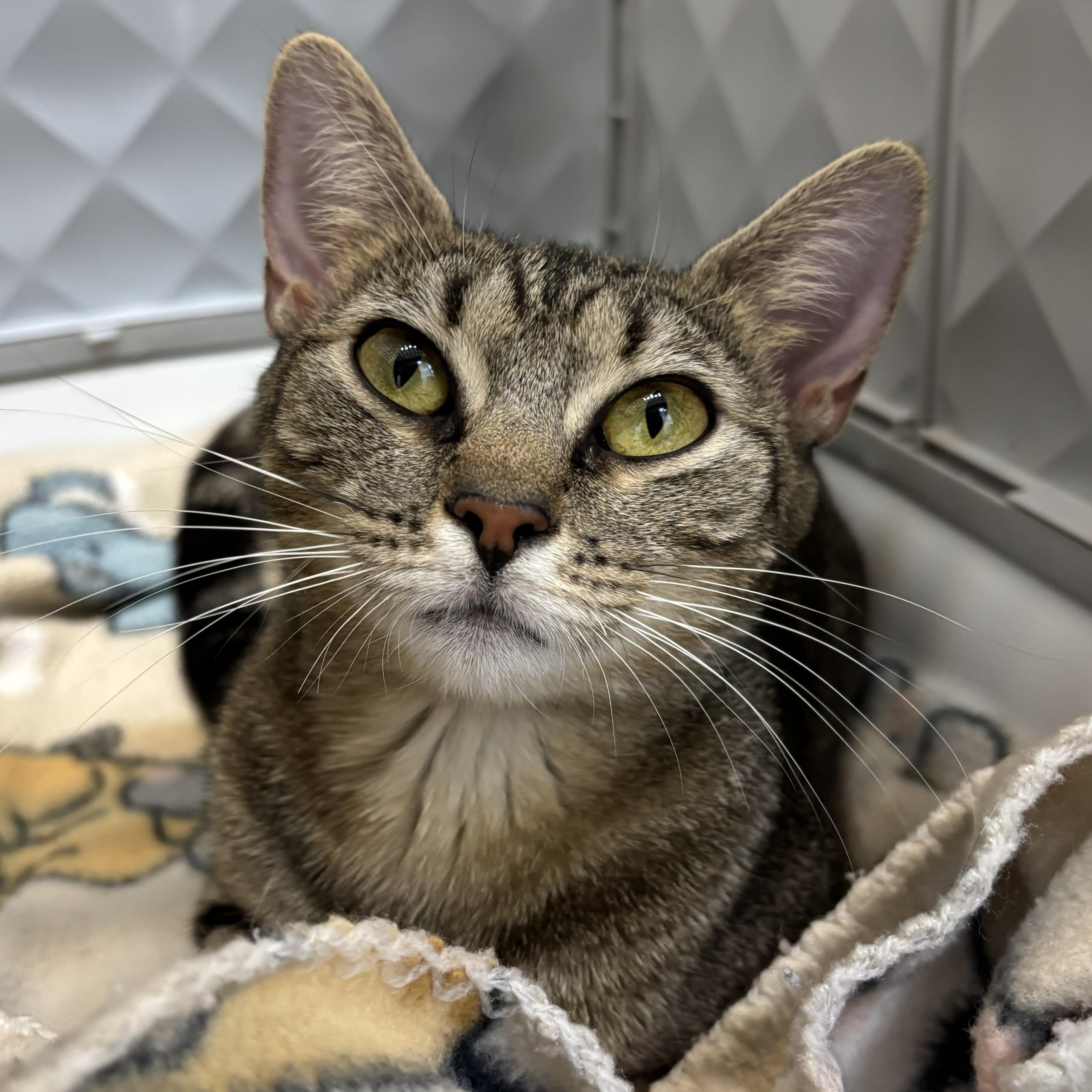 Storm, Adoptable, Adult Female Domestic Short Hair.