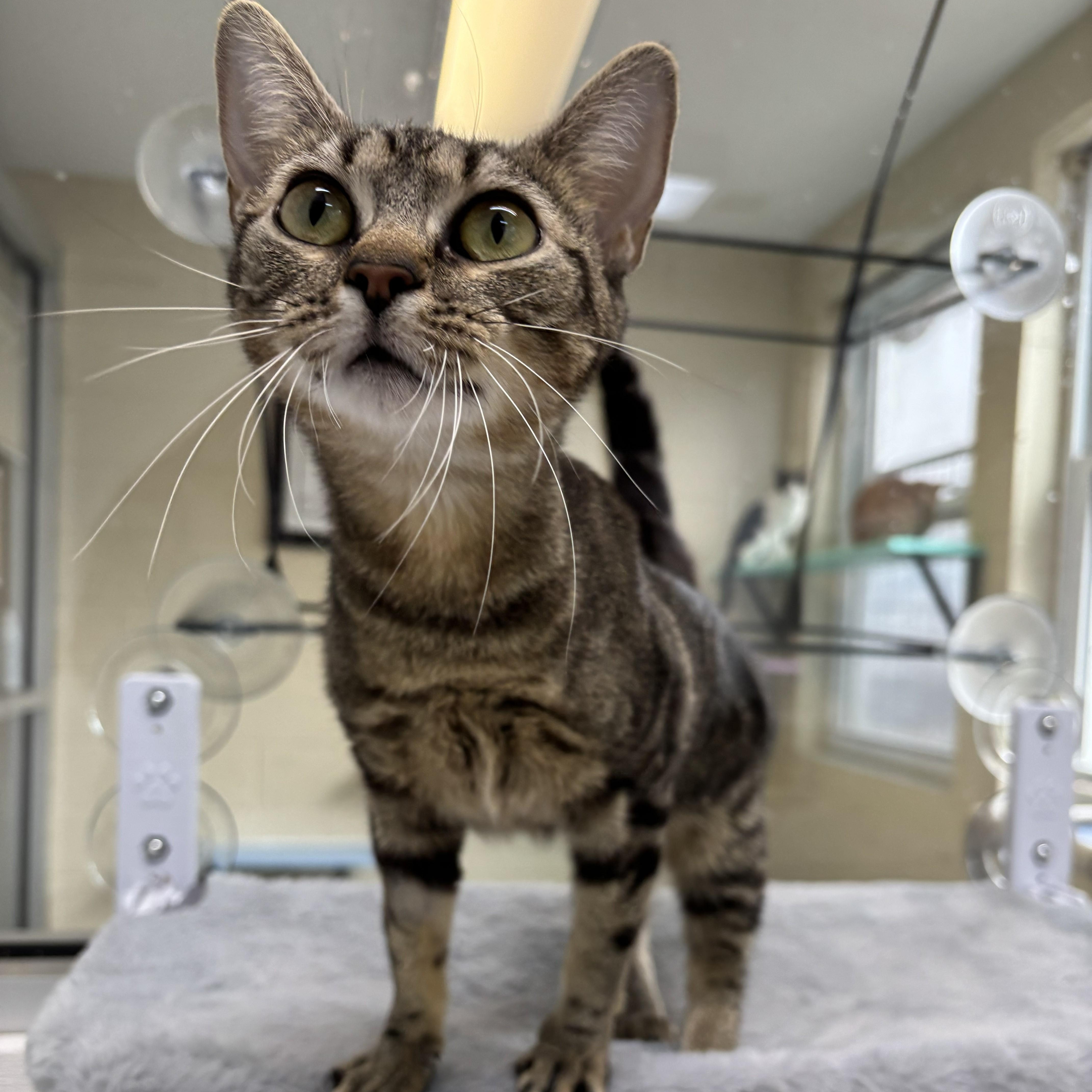 Enlarge Storm, a Adoptable Domestic Short Hair in Franklin, NC image 2/3