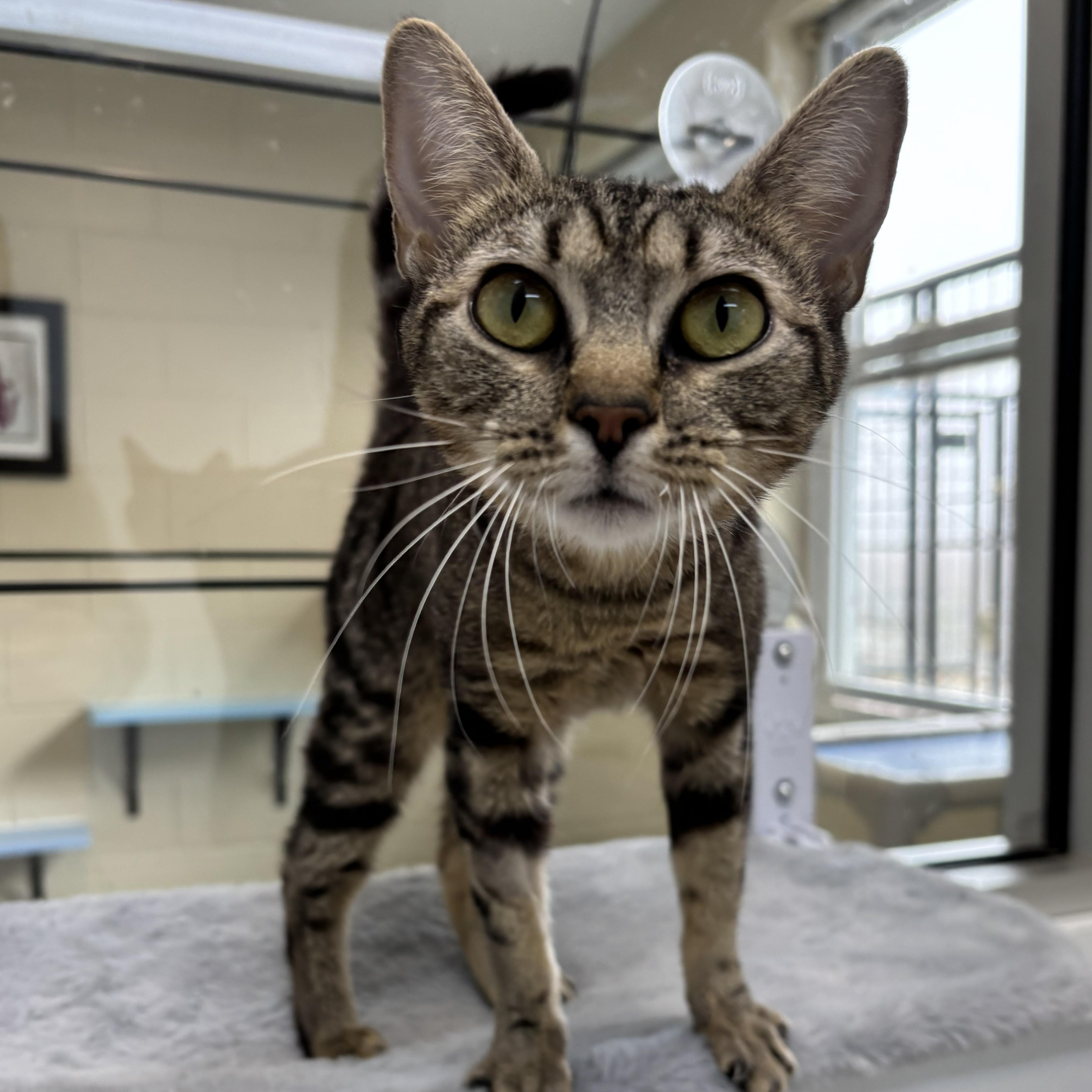 Enlarge Storm, a Adoptable Domestic Short Hair in Franklin, NC image 3/3