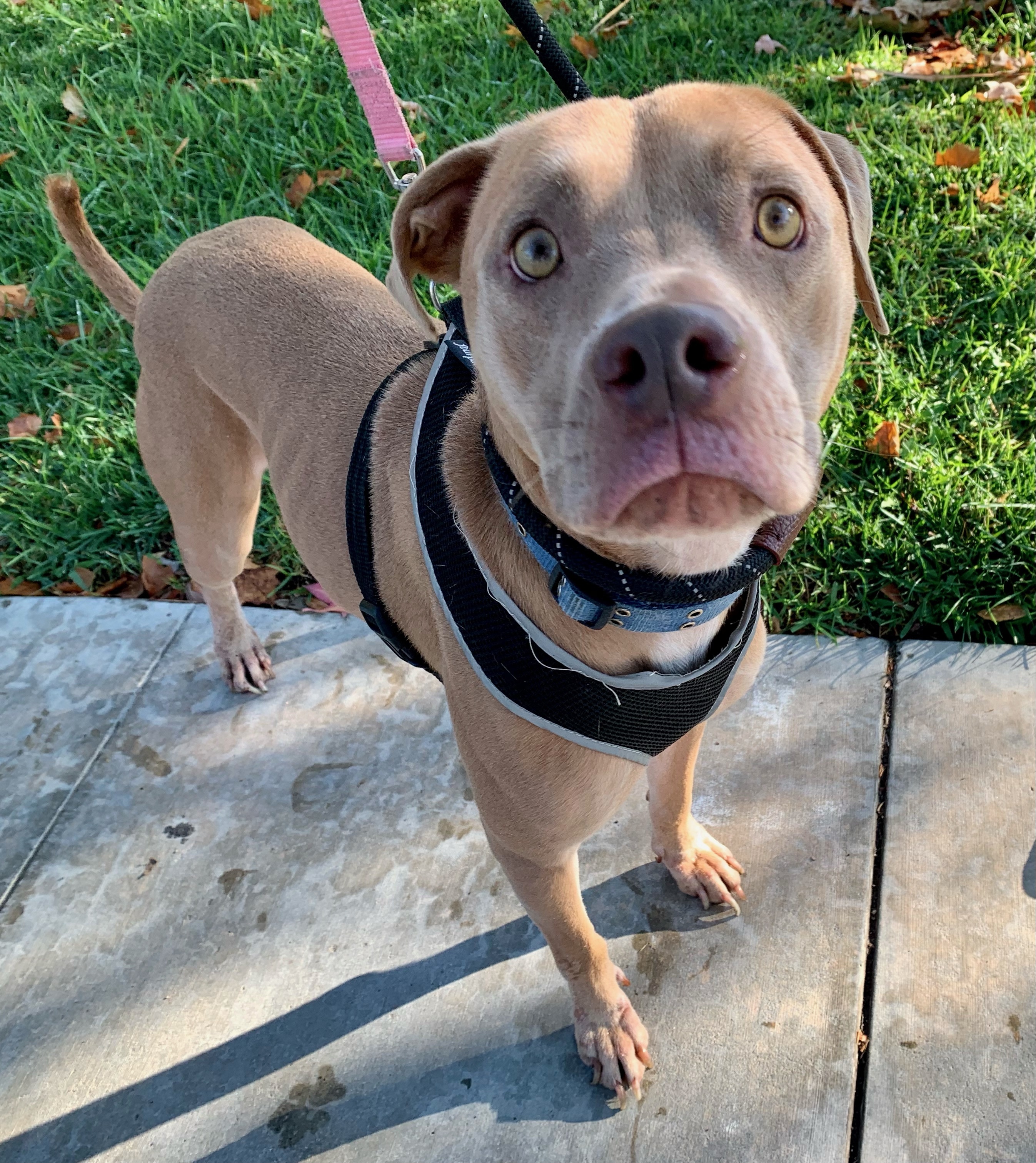 Enlarge Kaipo, a Adoptable mixed breed in Temecula, CA image 12/12