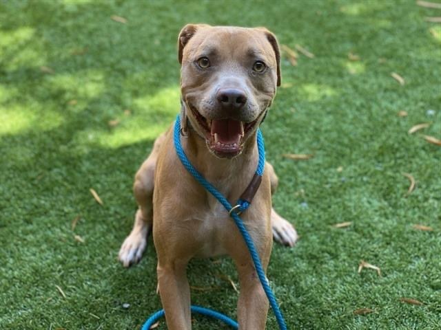 Kaipo, a Adoptable mixed breed in Temecula, CA image 1/12