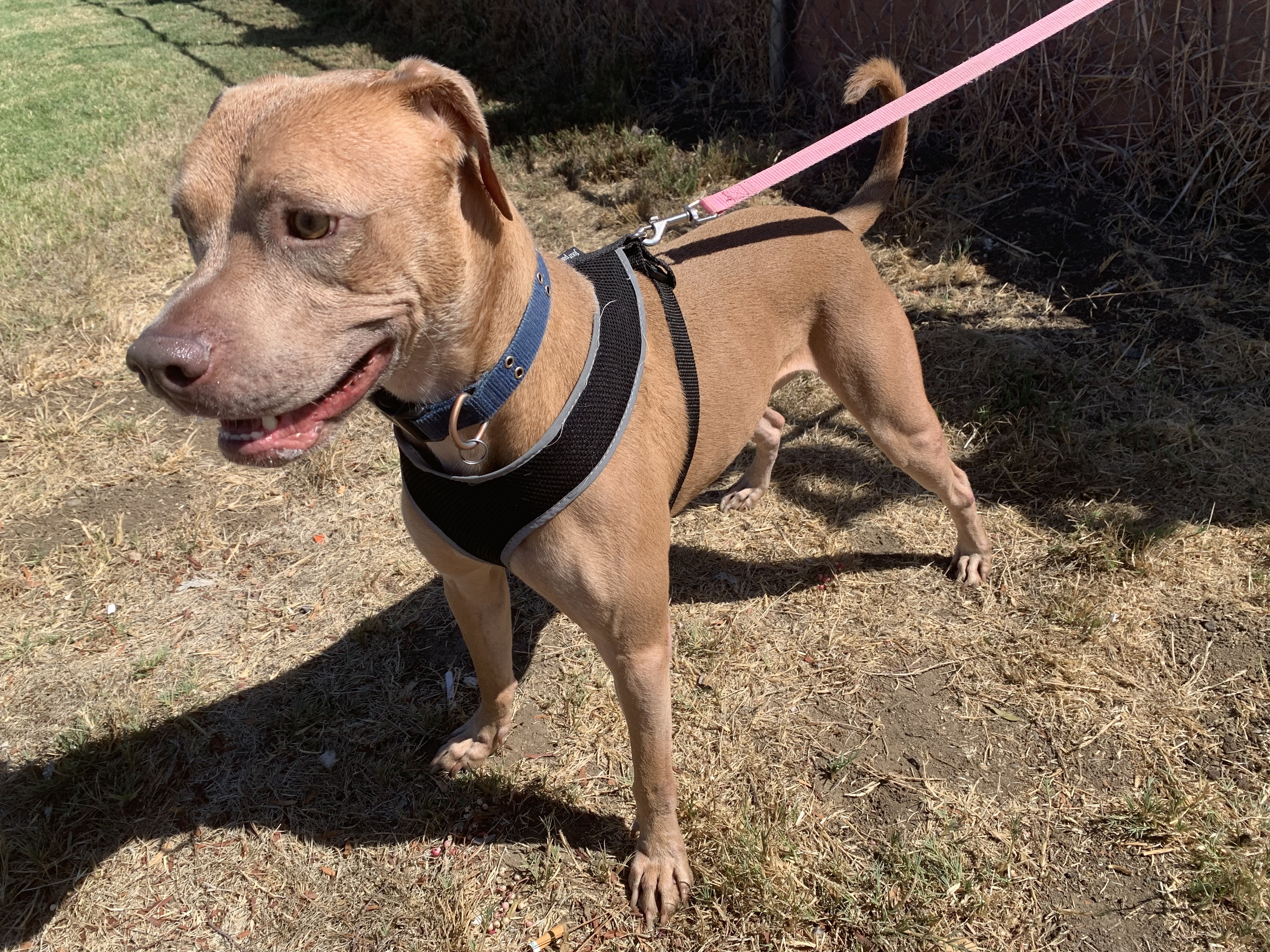 Enlarge Kaipo, a Adoptable mixed breed in Temecula, CA image 8/12