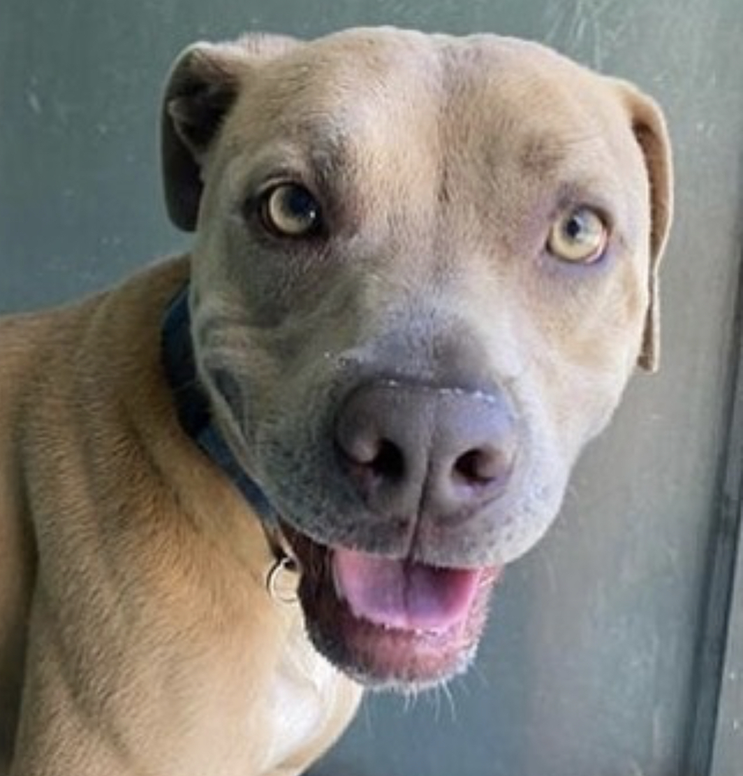 Enlarge Kaipo, a Adoptable mixed breed in Temecula, CA image 10/12