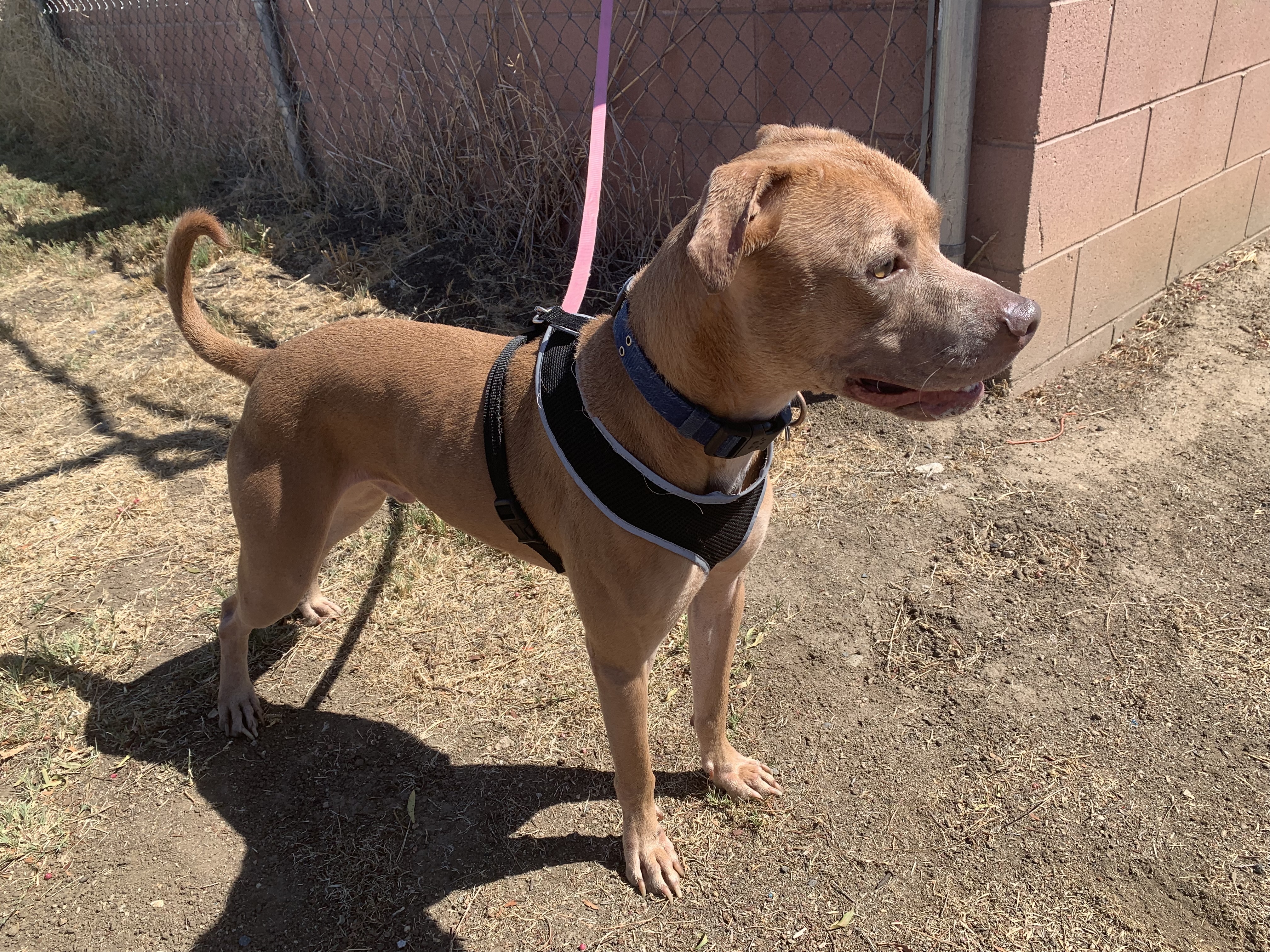 Enlarge Kaipo, a Adoptable mixed breed in Temecula, CA image 9/12