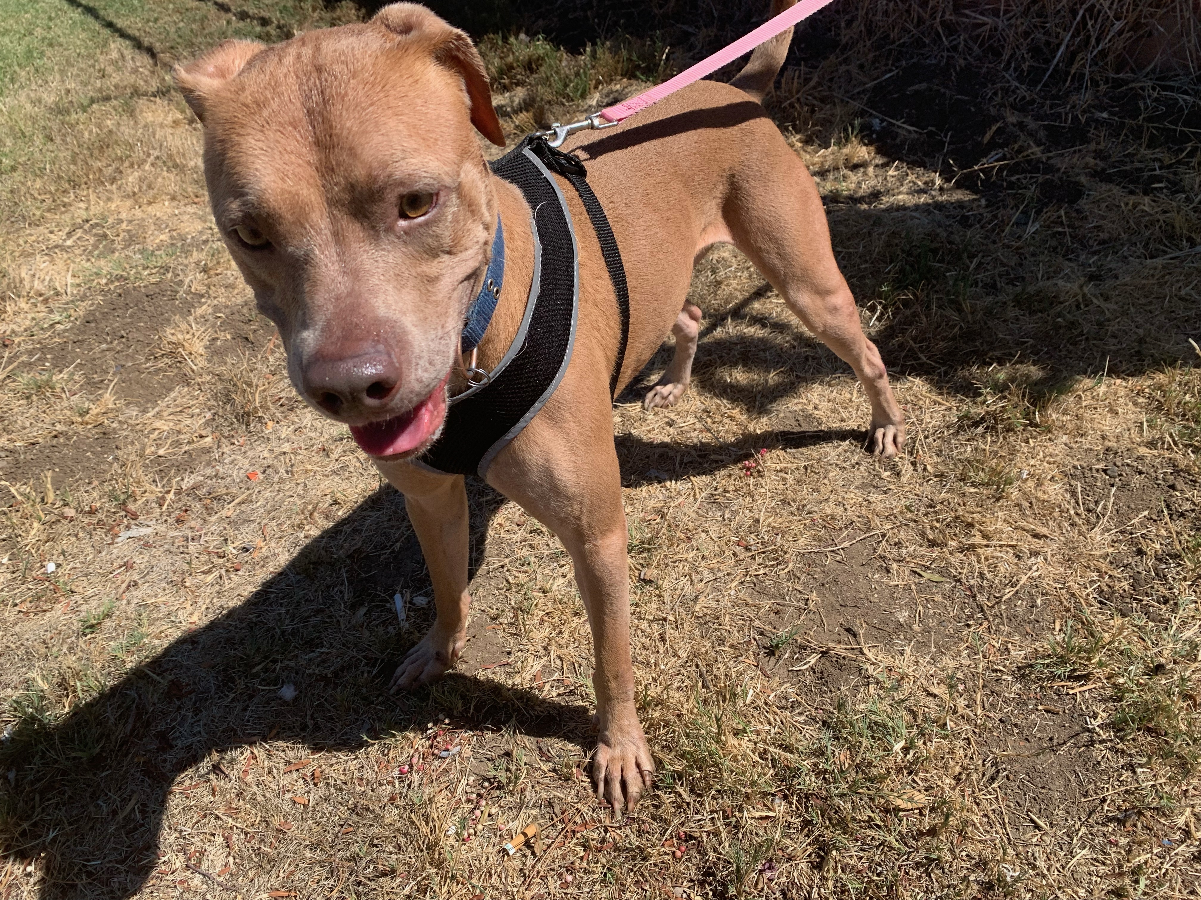 Enlarge Kaipo, a Adoptable mixed breed in Temecula, CA image 11/12