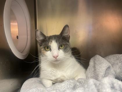 Sweetheart, Young Female Domestic Short Hair