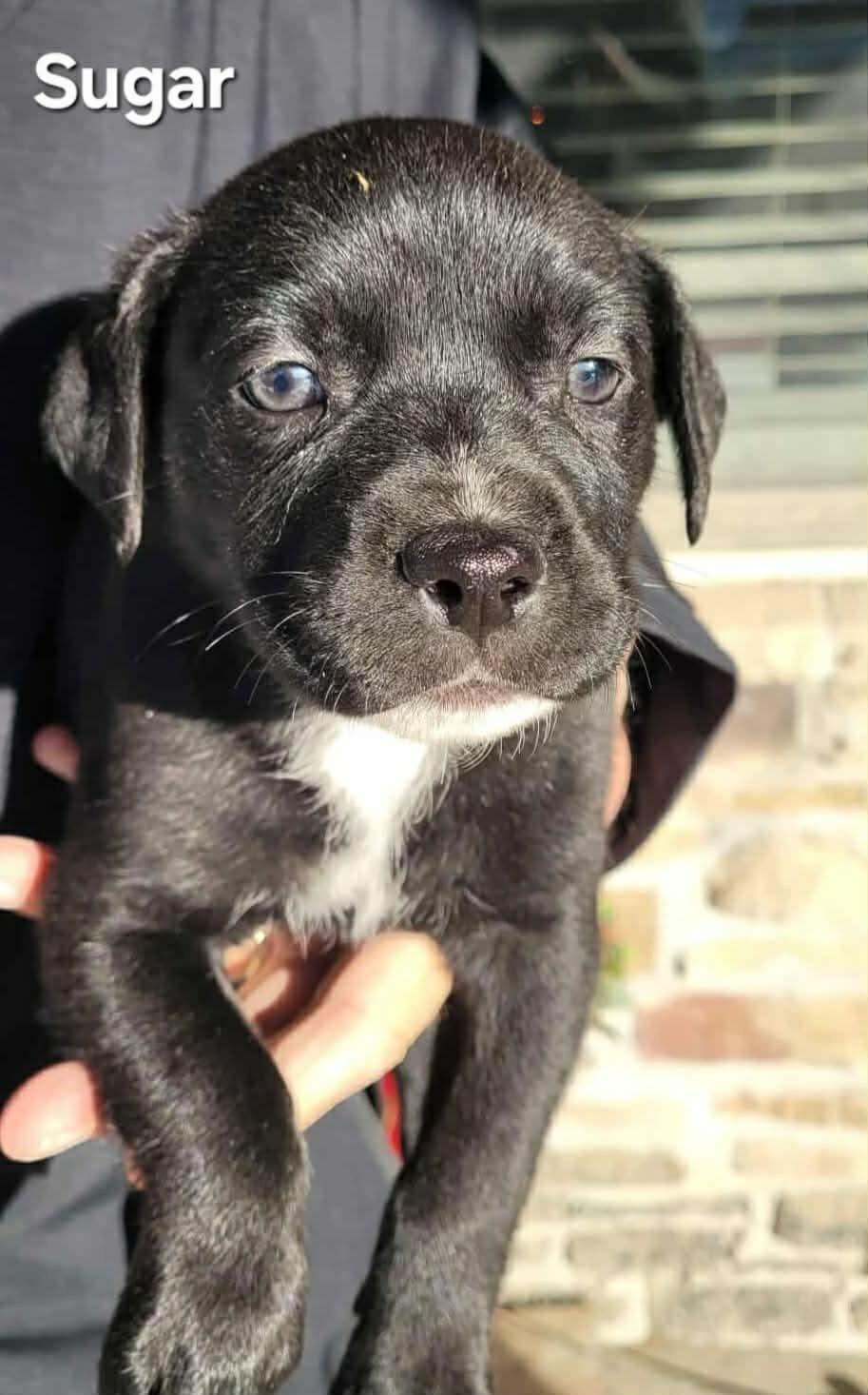 Enlarge Sugar, a ADOPTABLE Mixed Breed in St. Clairsville, OH image 2/4