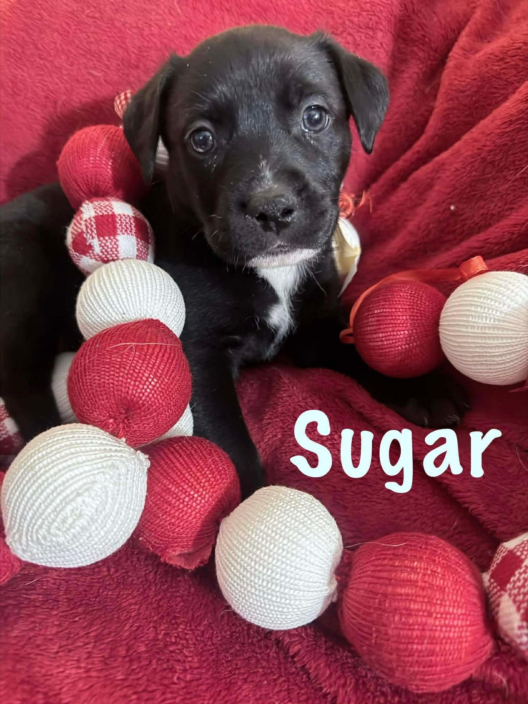 Sugar, ADOPTABLE, Puppy Female Mixed Breed.