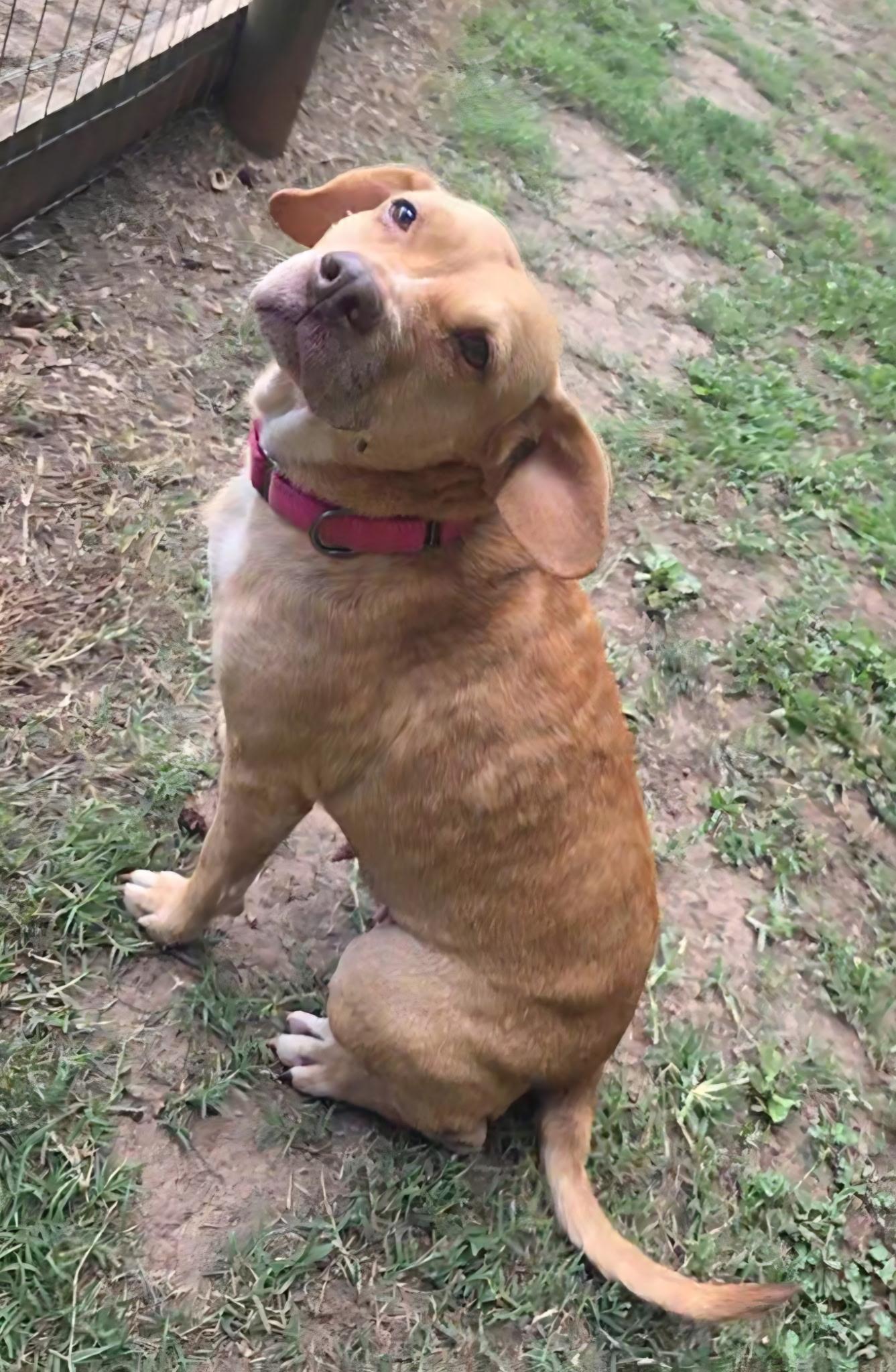 Enlarge Patsy, a Adoptable mixed breed in Clover, SC image 5/6
