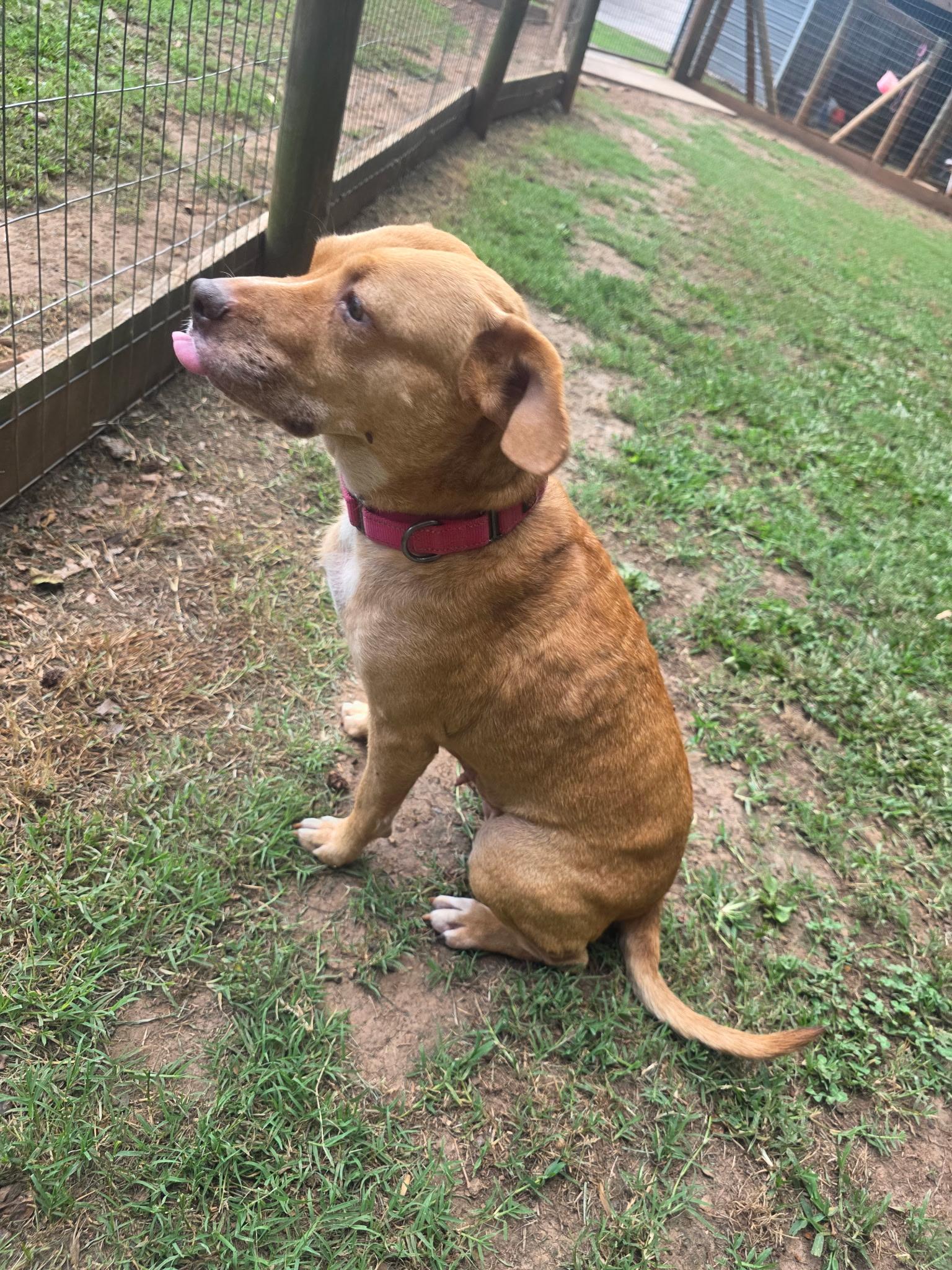 Enlarge Patsy, a Adoptable mixed breed in Clover, SC image 4/6