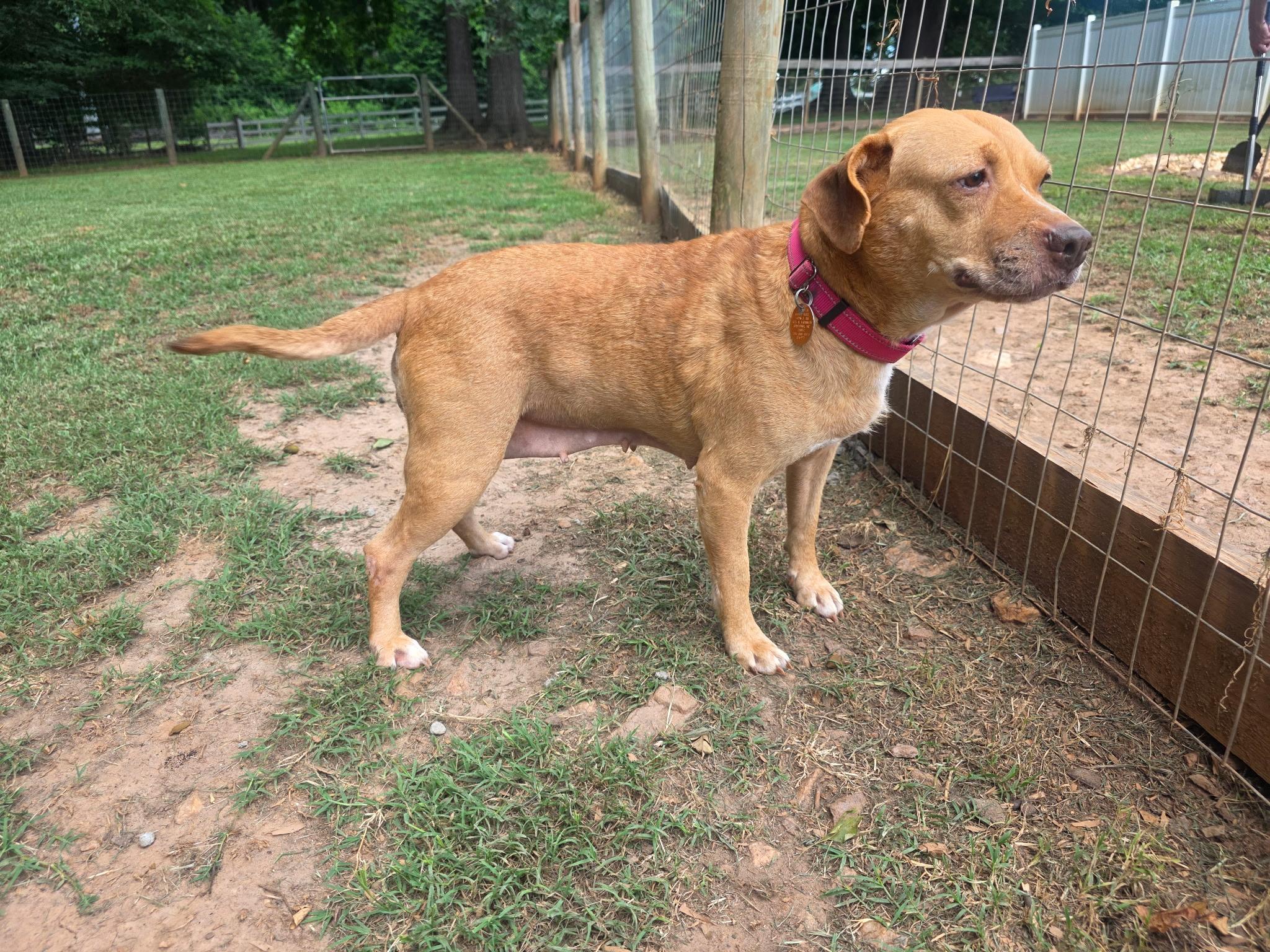 Enlarge Patsy, a Adoptable mixed breed in Clover, SC image 6/6