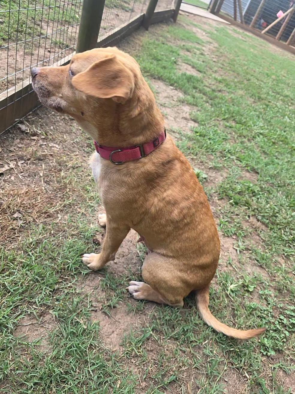 Enlarge Patsy, a Adoptable mixed breed in Clover, SC image 2/6