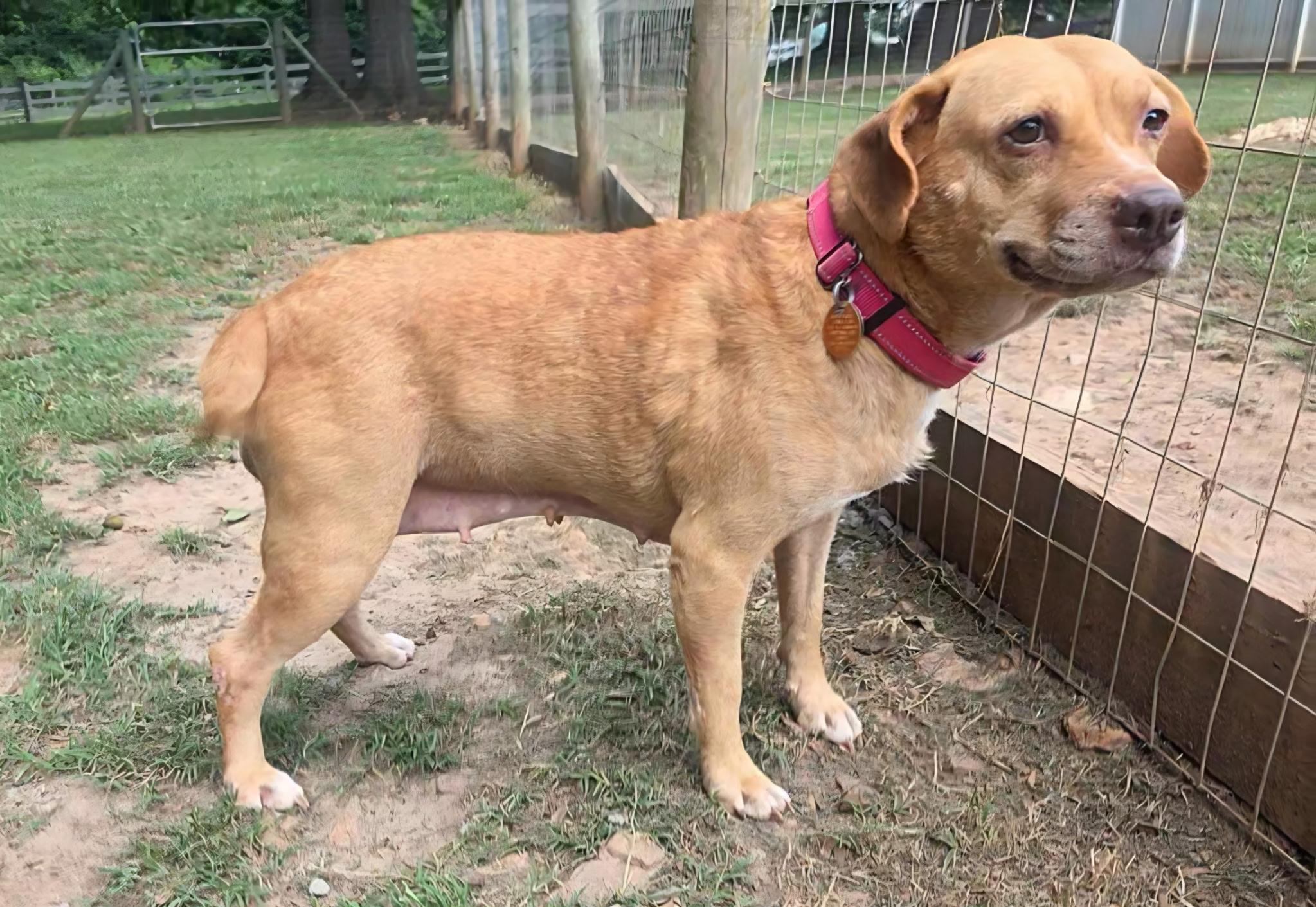 Enlarge Patsy, a Adoptable mixed breed in Clover, SC image 1/6