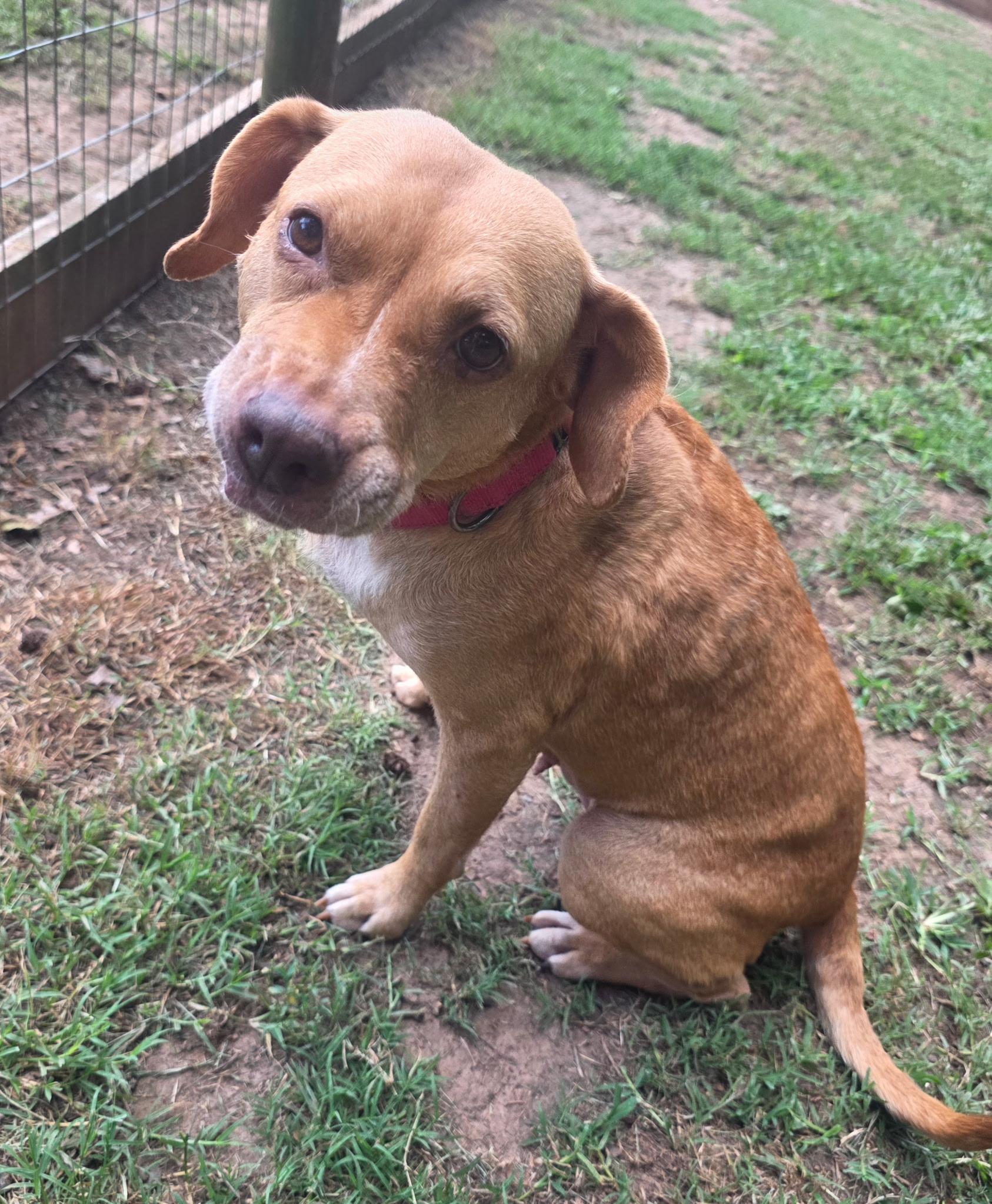 Enlarge Patsy, a Adoptable mixed breed in Clover, SC image 3/6