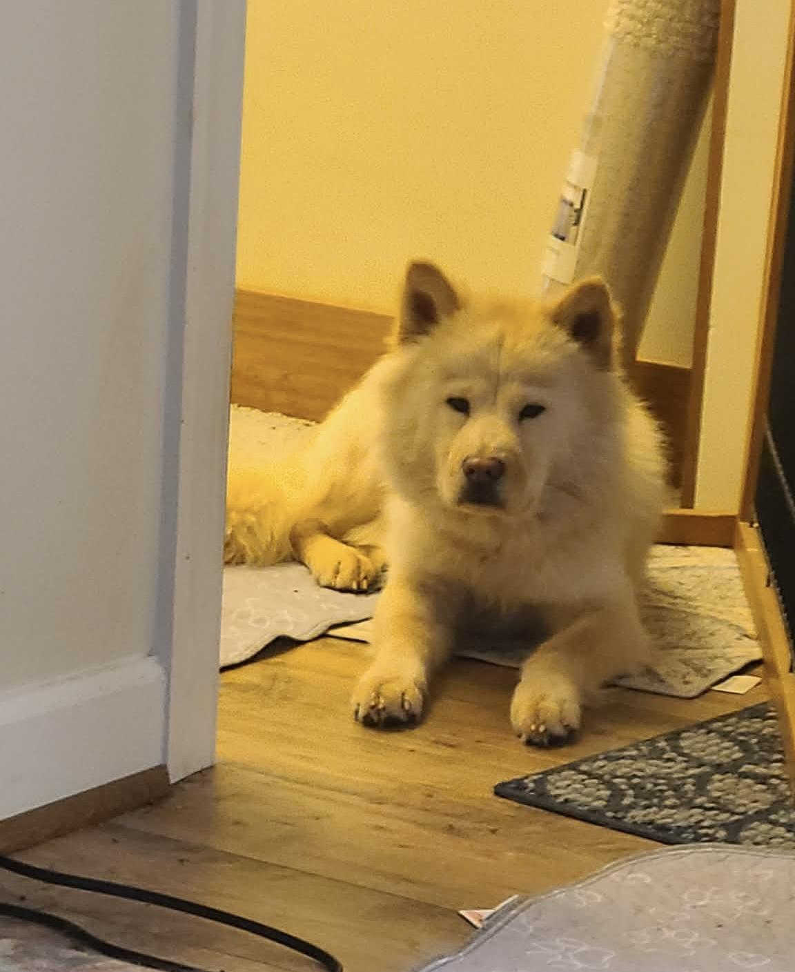 JOY , ADOPTABLE, Young Female Chow Chow.