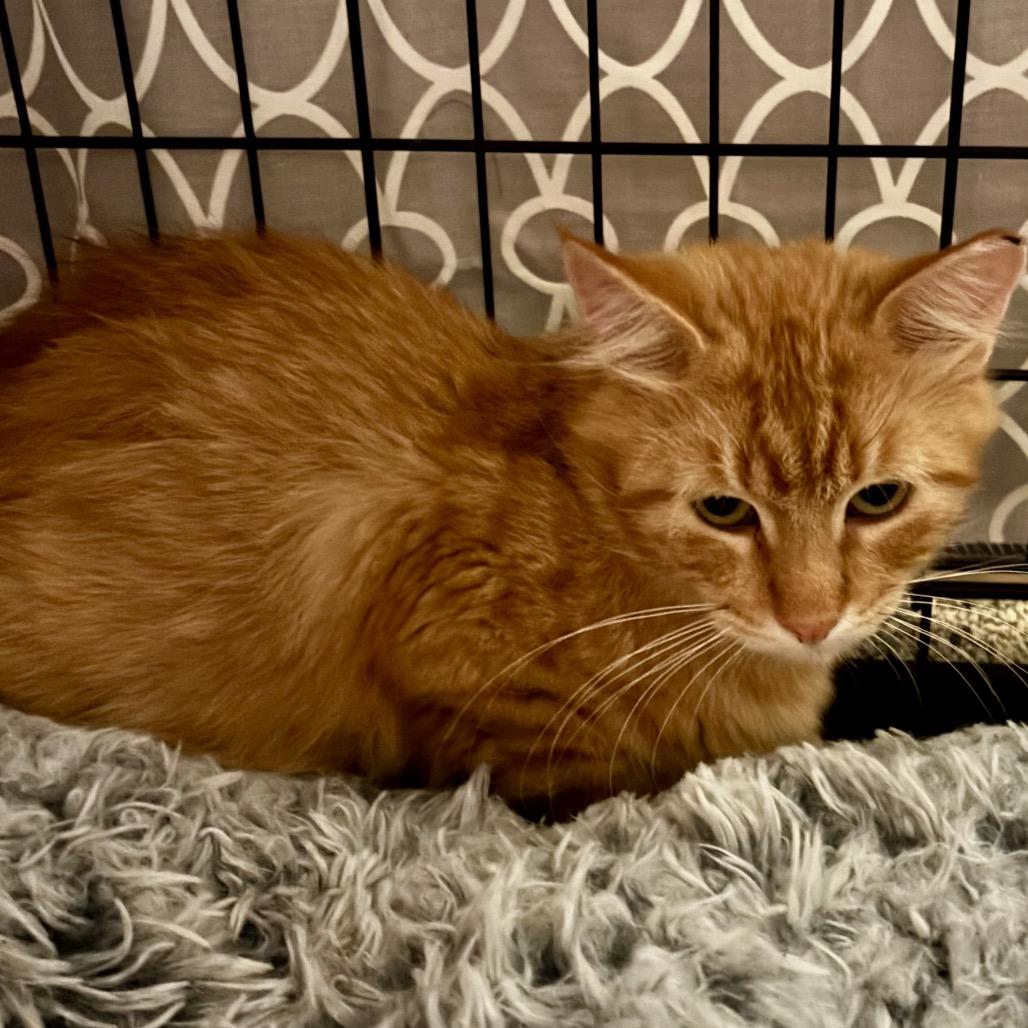 Robotnik Norbury thumbnail 2