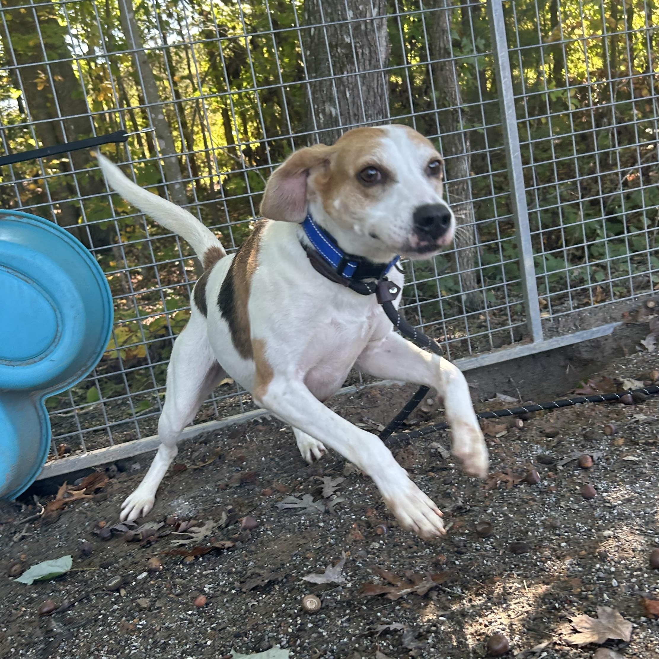 Buster, Adoptable, Adult Male American Foxhound.