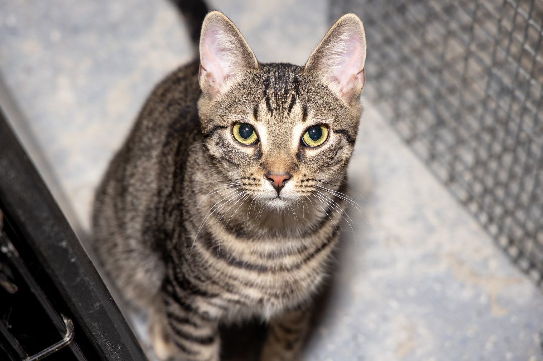 Oz (The Great And Powerful), Adopted, Young Male Domestic Short Hair & Tabby.