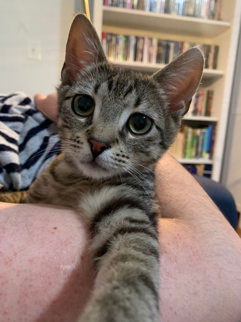 Enlarge Oz (The Great And Powerful), a Adopted mixed breed in New York, NY image 2/6