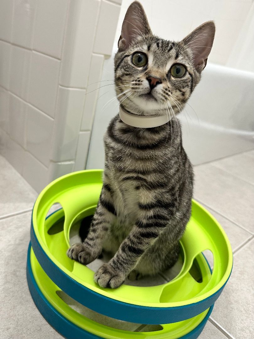 Enlarge Oz (The Great And Powerful), a Adopted mixed breed in New York, NY image 3/6