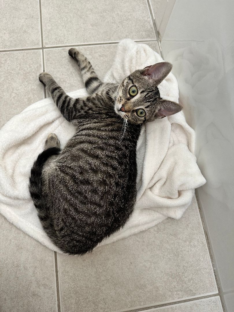 Enlarge Oz (The Great And Powerful), a Adopted mixed breed in New York, NY image 4/6