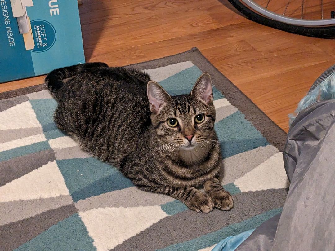 Enlarge Oz (The Great And Powerful), a Adopted mixed breed in New York, NY image 5/6