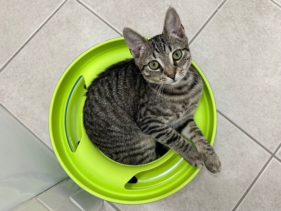 Enlarge Oz (The Great And Powerful), a Adopted mixed breed in New York, NY image 6/6