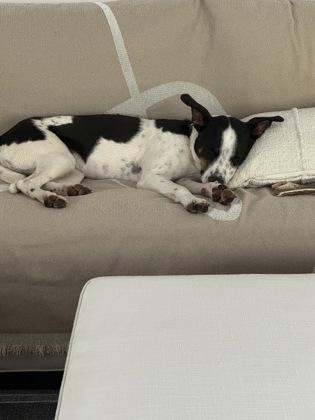 Ross — thumbnail 3