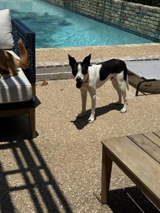 Ross — thumbnail 4