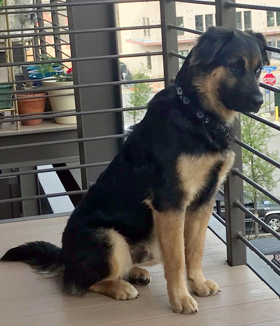 Enlarge Valentino, a Adoptable mixed breed in Alvin, TX image 1/3