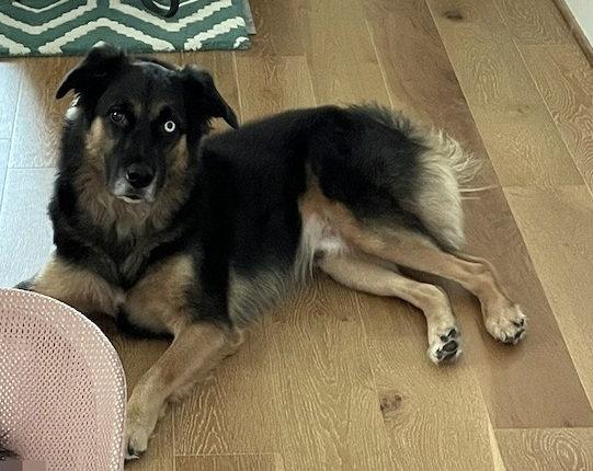Enlarge Valentino, a Adoptable mixed breed in Alvin, TX image 2/3