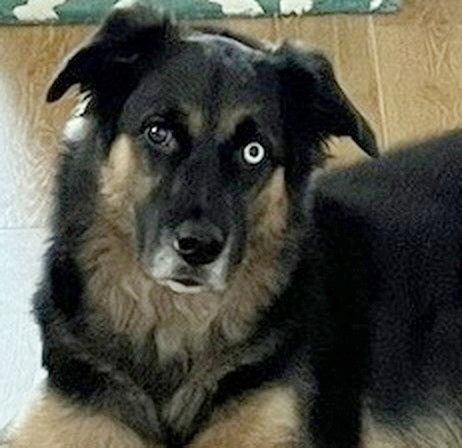 Enlarge Valentino, a Adoptable mixed breed in Alvin, TX image 3/3