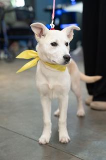Snowy, a ADOPTABLE mixed breed in Manhasset, NY image 4/6