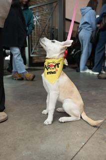 Snowy, a ADOPTABLE mixed breed in Manhasset, NY image 5/6